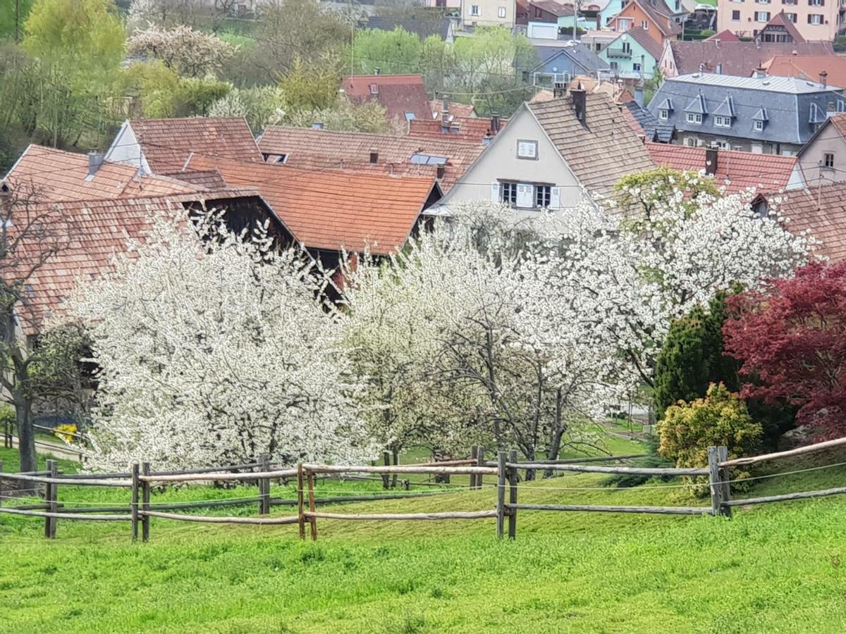 Petit Week End Dans La Vallee Breitenbach-Haut-Rhin 외부 사진